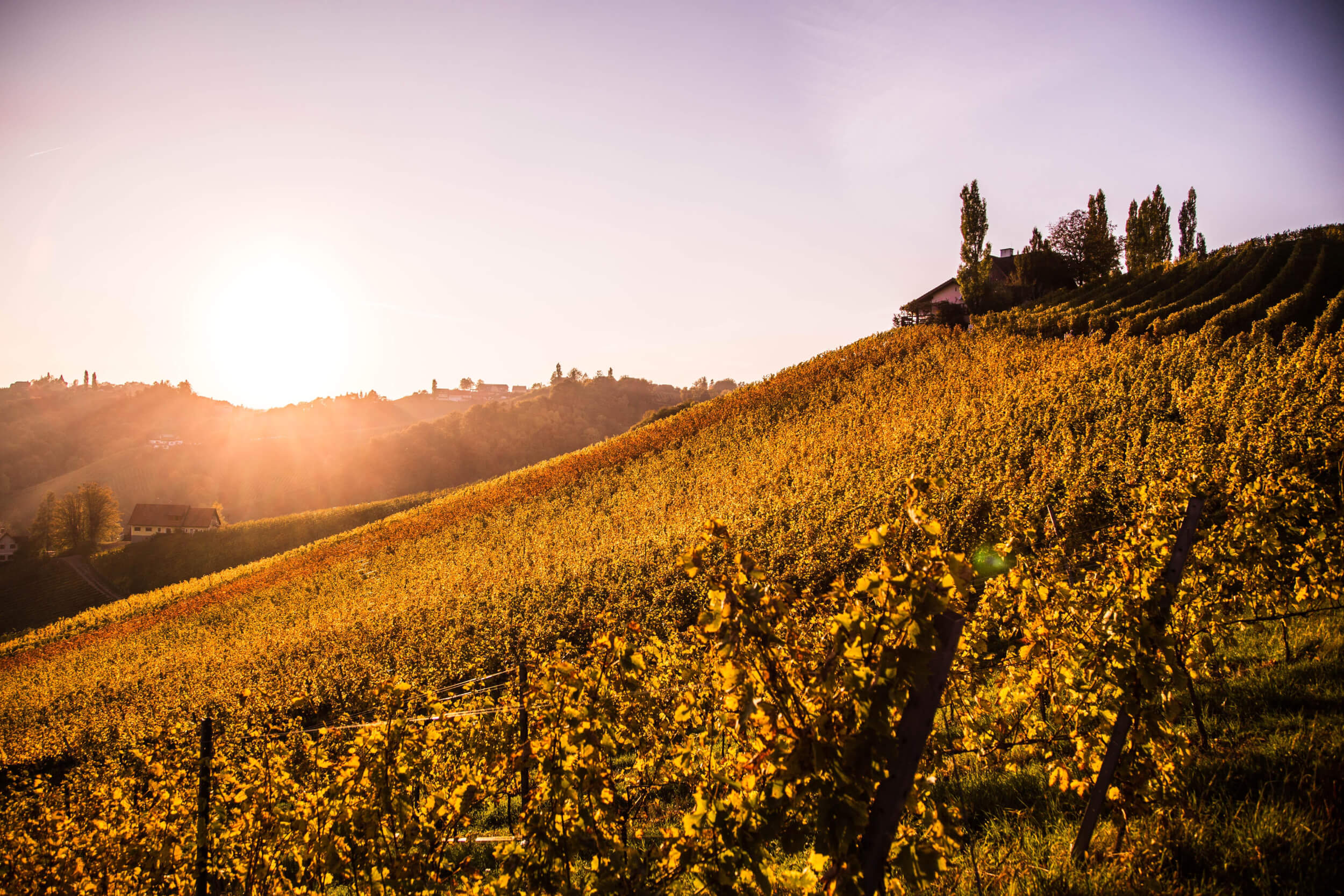 Weinberge in der Steiermark bei Sonnenuntergang – Heimatregion der Pauschenwein Gruppe